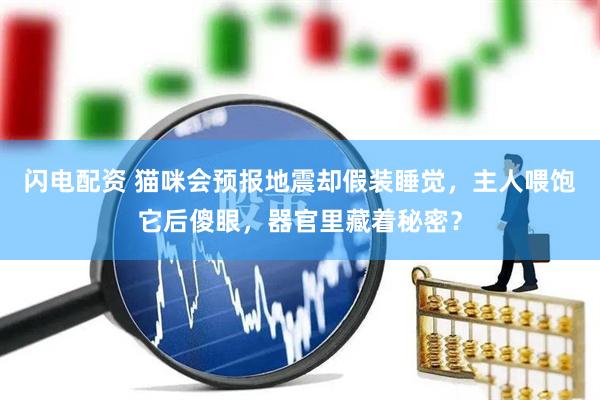 闪电配资 猫咪会预报地震却假装睡觉，主人喂饱它后傻眼，器官里藏着秘密？