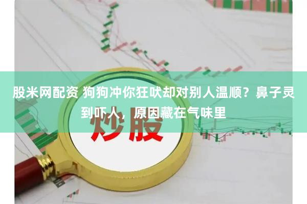 股米网配资 狗狗冲你狂吠却对别人温顺？鼻子灵到吓人，原因藏在气味里