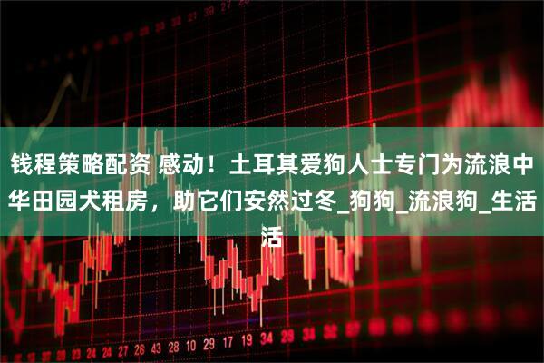 钱程策略配资 感动！土耳其爱狗人士专门为流浪中华田园犬租房，助它们安然过冬_狗狗_流浪狗_生活