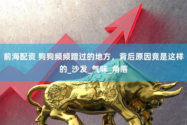 前海配资 狗狗频频蹭过的地方，背后原因竟是这样的_沙发_气味_角落