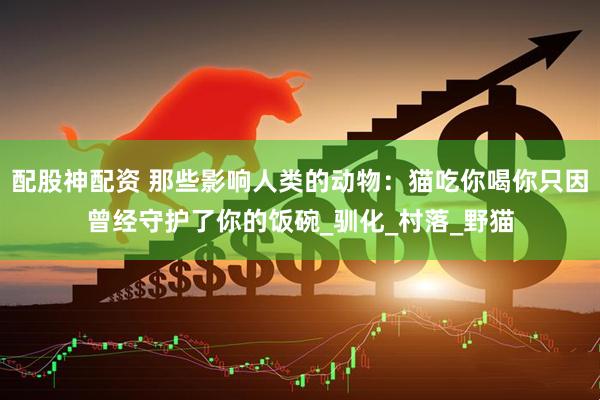 配股神配资 那些影响人类的动物：猫吃你喝你只因曾经守护了你的饭碗_驯化_村落_野猫